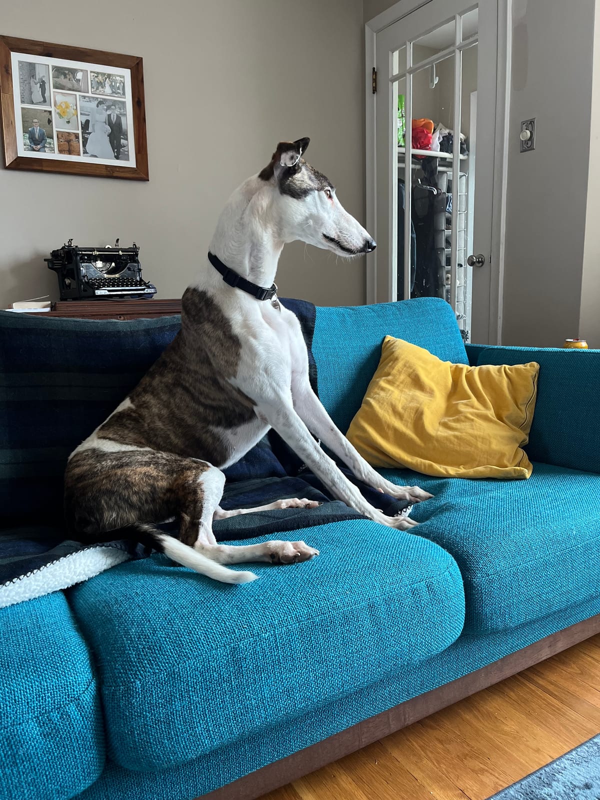 a white and brindle greyhound sits on a turquoise couch, staring out the window.