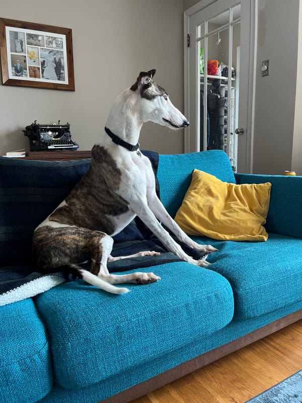 a white and brindle greyhound sits on a turquoise couch, staring out the window. 